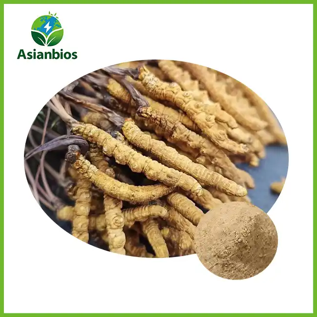 cordyceps powder bulk